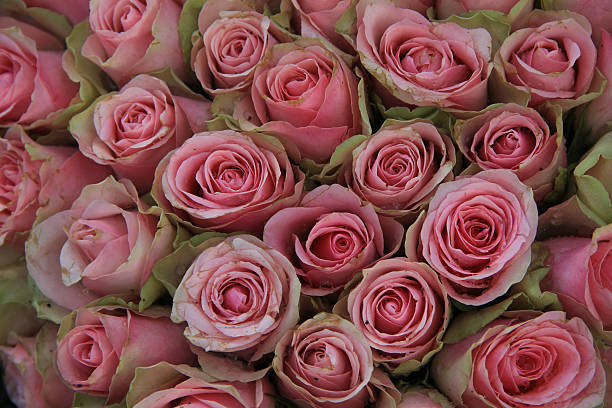 istock Pink roses in a wedding arrangement 499224673