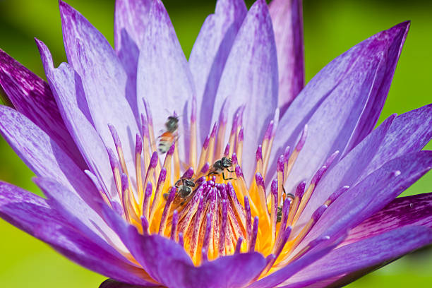 beautiful lotus with water