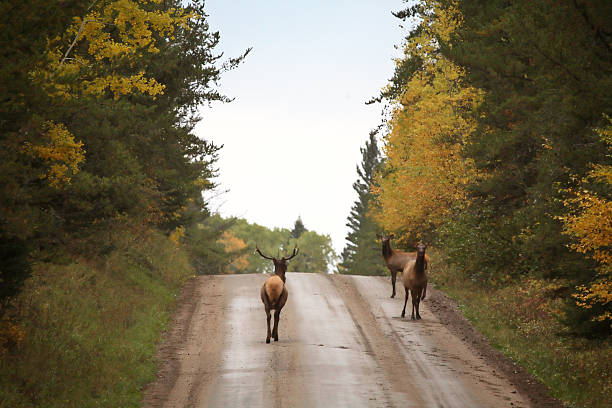 istock Wild elk along a country road in scenic Saskatchewan 499225099