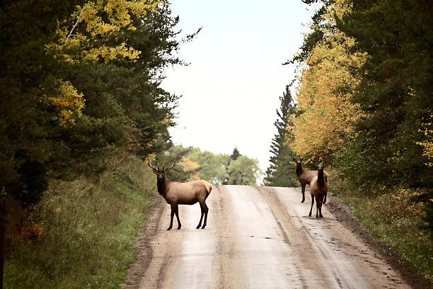 istock Wild elk along a country road in scenic Saskatchewan 499225101