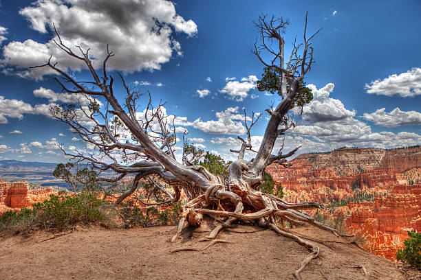 erizo árbol en bryce canyon - bristlecone pine fotografías e imágenes de stock