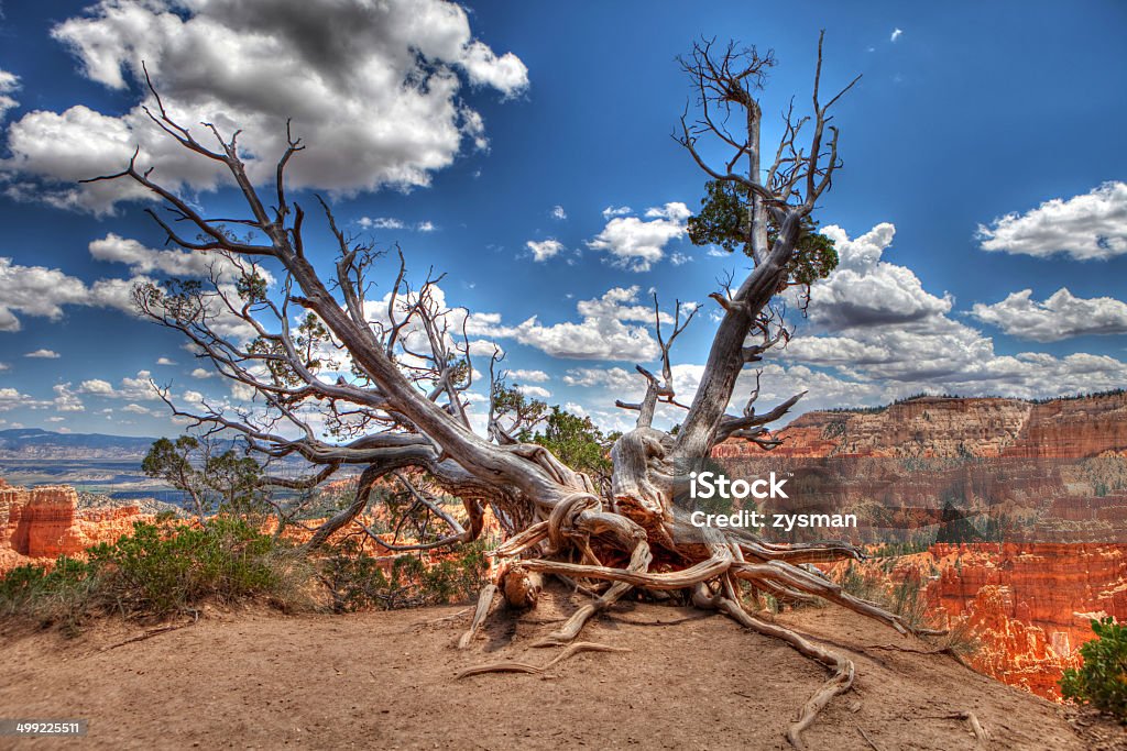 Bristlecone Árvore de Bryce Canyon - Royalty-free Pinheiro bristlecone Foto de stock