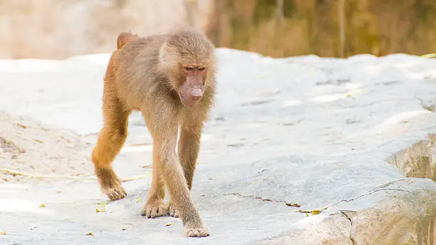The Olive Baboon (Papio anubis) is a member of the family Cercopithecidae. The species is the most widely spread of all baboons: it is found in 25 countries throughout Africa, extending south from Mali to Ethiopia and to Tanzania. Isolated populations are also in some mountainous regions of the Sahara.