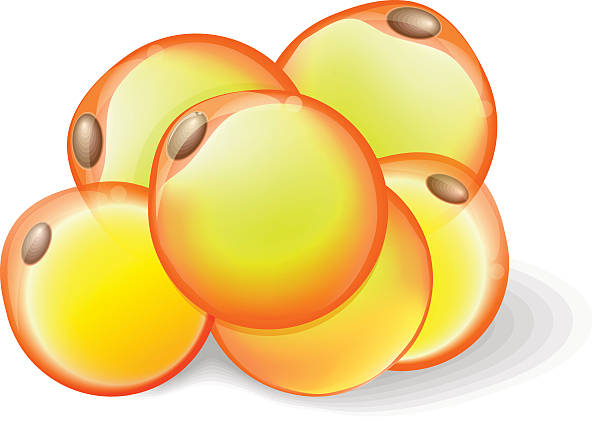 fat cells vector art illustration