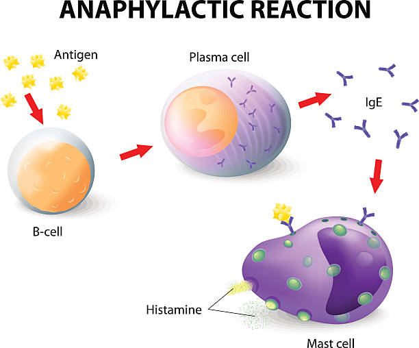 allergy and anaphylaxis - macrophage human immune system cell biology stock illustrations