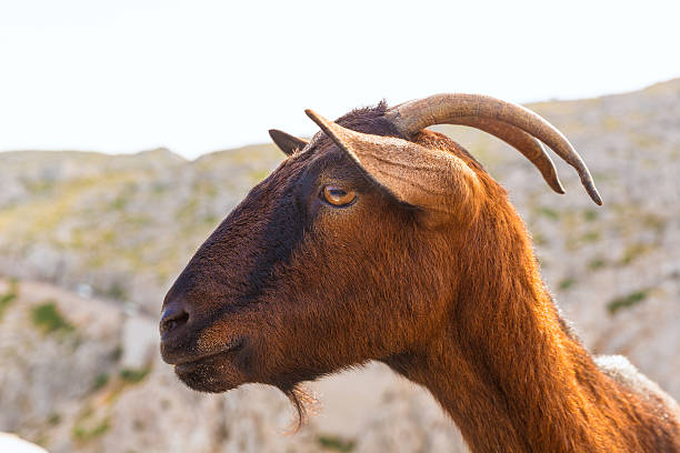 istock Majorca goat in Formentor Cape Lighthouse 499226724