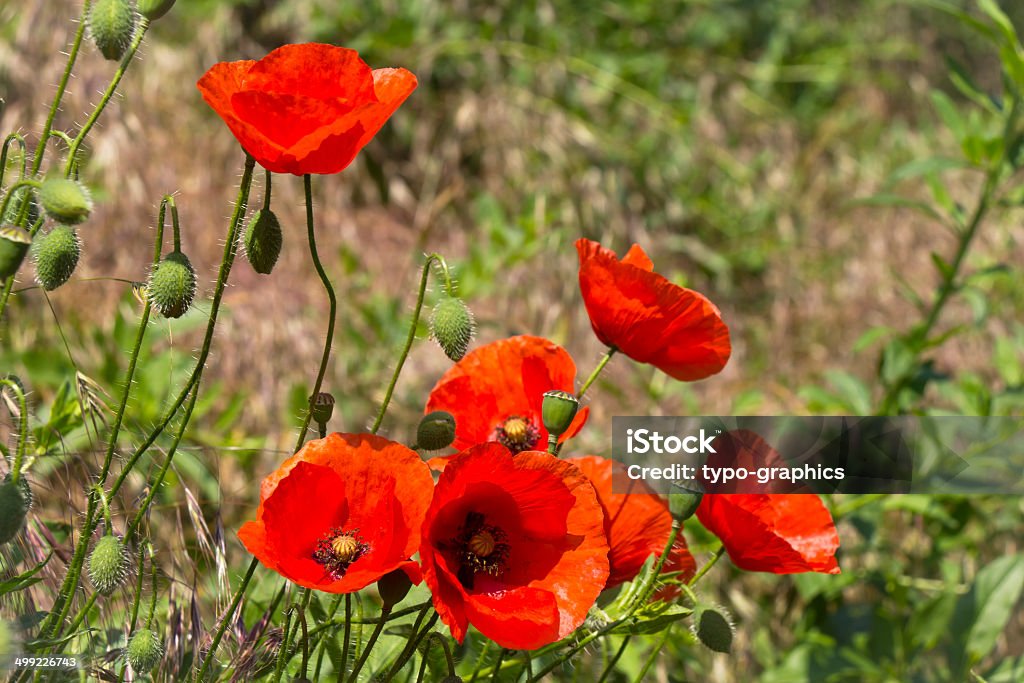 poppies rosso e verde prato - Foto stock royalty-free di Ambientazione esterna