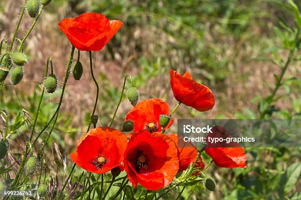 Poppies Rosso E Verde Prato - Fotografie stock e altre immagini di Ambientazione esterna - Ambientazione esterna, Bocciolo, Campo