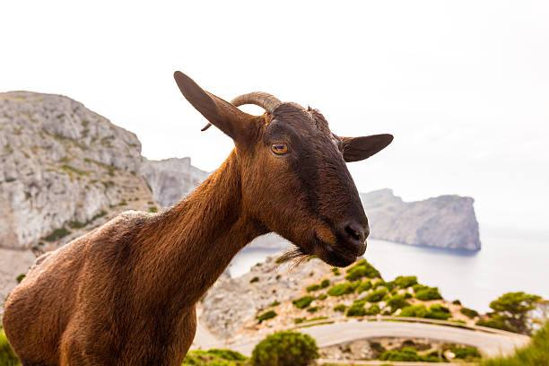 istock Majorca goat in Formentor Cape Lighthouse 499227558