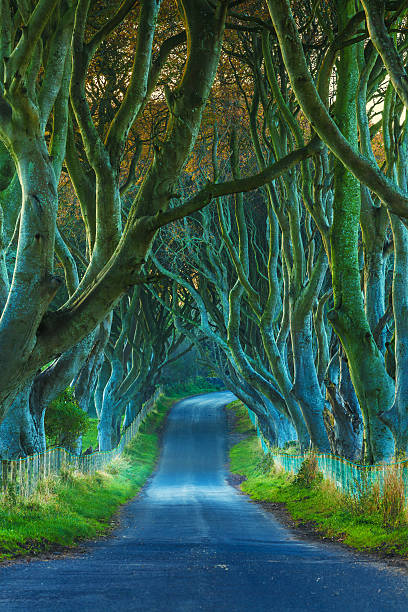 treelined country road