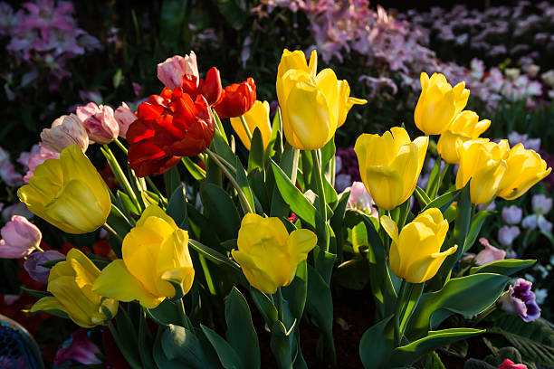 Tulip flowers set stock photo