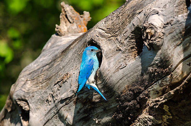 мужской горный bluebird в гнездо с пищей - mountain bluebird bird bluebird blue стоковые фото и изображения