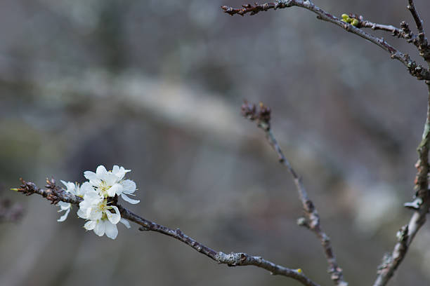 peach flower bloom stock photo