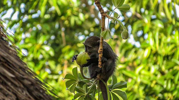 pouco cercopithecus mitis comer frutas de baobab - shimba imagens e fotografias de stock