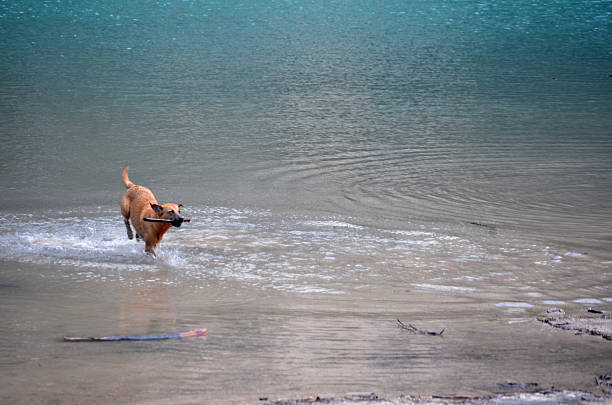 istock Dog playing in the mountain lake with a stick 499228966