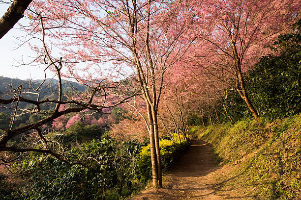 Pink cherry blossoms stock photo