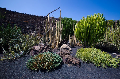 Cactus plants in Lanzarote, Canaries