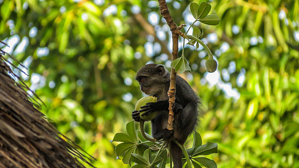 pouco cercopithecus mitis comer frutas de baobab - shimba imagens e fotografias de stock