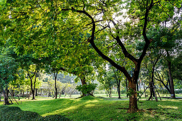 istock Beautiful sunny day in park at spring time 499229580
