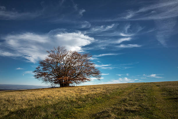 istock Landscape with a large tree in autumn 499230070