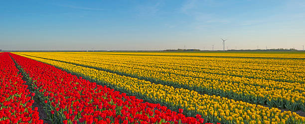 istock Tulips in a field in spring 499230300