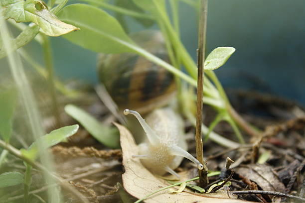 istock Snail eating and walking in nature 499230480