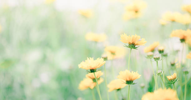 istock Spring flowers in the meadow 499230828