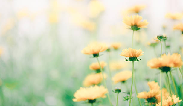 istock Spring flowers in the meadow 499230914