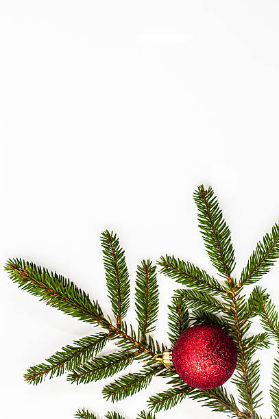 istock Christmas bauble on christmas tree twig isolated on white background. 499233778