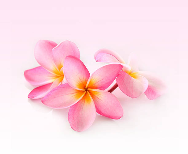 istock Frangipani flower isolated on white 499234020