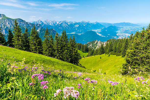 schöne landschaft in der racecourse-alpen, tegelberg - allgau field landscape bavaria stock-fotos und bilder