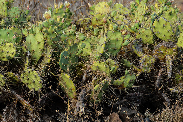 istock Pricly Pear Wild Green Succulent Cactus 499237194