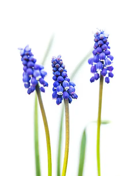 Blue Muscari flowers on white