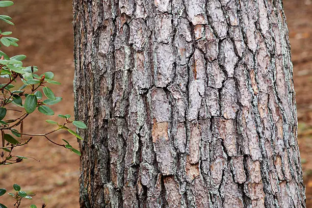 Photo of Bark of red pine