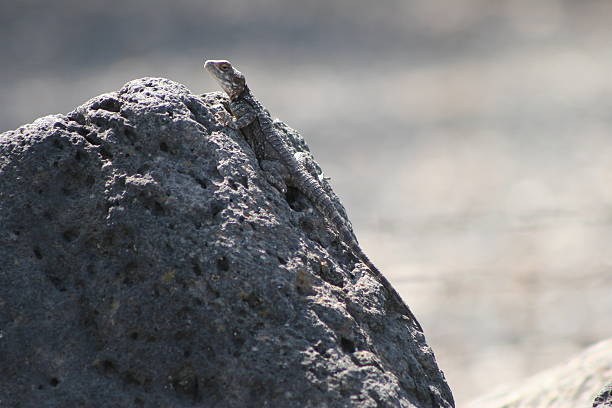 roughtail рок обыкновенная агама (мужчины) - stellion стоковые фото и изображения
