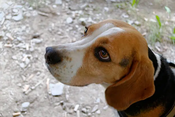 A beagle that looks up expectantly.