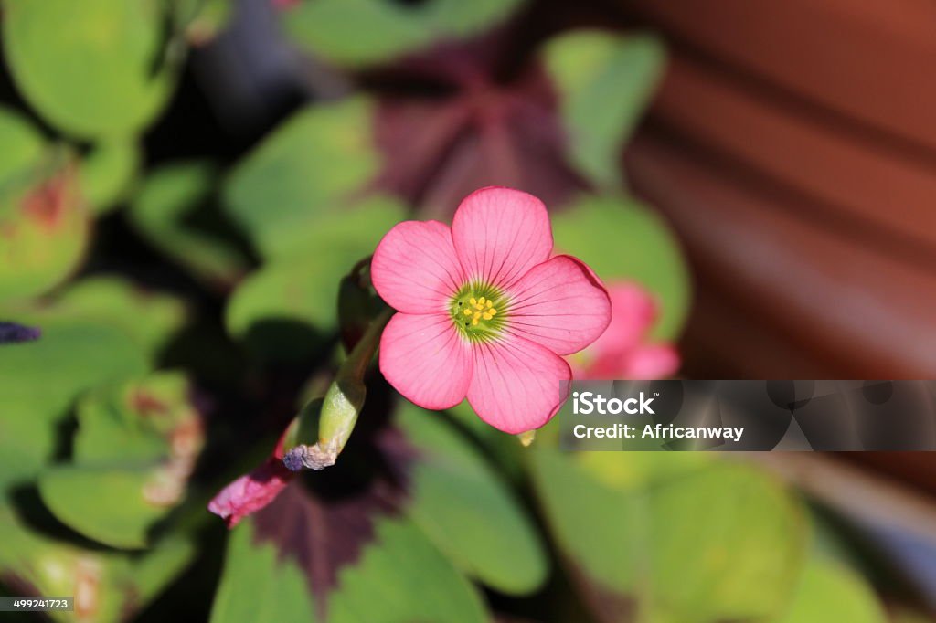 Sorte trevo, Oxalis tetraphylla, quatro leafed - Royalty-free Abstrato Foto de stock