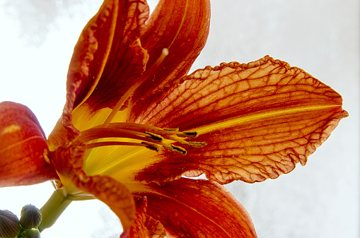 Lilies on a glass background in nice backlight