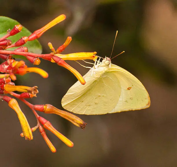 Yellow Southern dogface butterfly on a red and yellow firebush plant against a blurred brown background