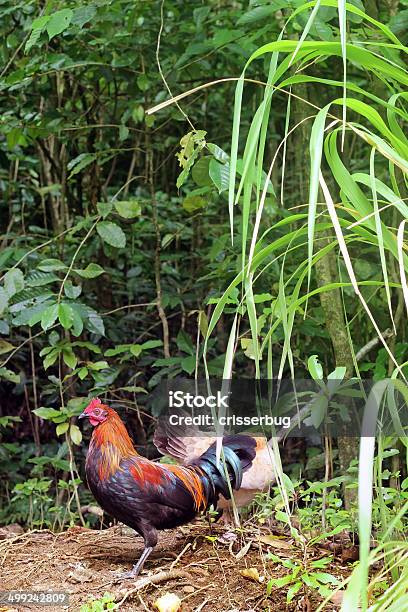 Wild Hahn In Maui Stockfoto und mehr Bilder von Bunt - Farbton - Bunt - Farbton, Fotografie, Gedeihend