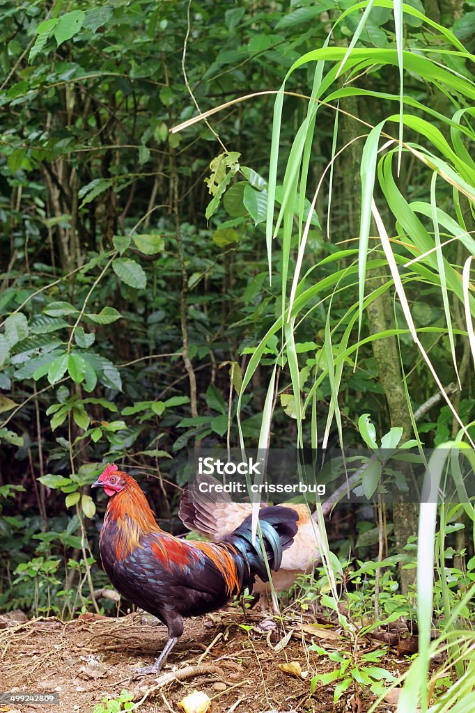 Wild Rooster en Maui - Foto de stock de Animal libre de derechos