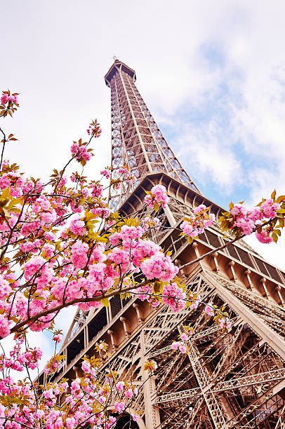 Eiffel Tower In Paris With Spring Blossoms Stock Photo - Download Image Now  - Paris - France, Eiffel Tower - Paris, Springtime - iStock