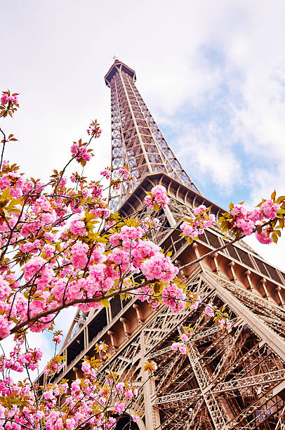 Eiffel Tower In Paris With Spring Blossoms Stock Photo - Download Image Now - Paris - France, Eiffel Tower - Paris, Springtime - iStock Eiffel Tower In Paris With Spring Blossoms Stock Photo - Download Image Now - Paris - France, Eiffel Tower - Paris, Springtime - iStock