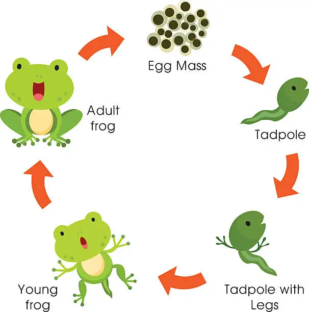 Vector illustration of Life cycle of the frog