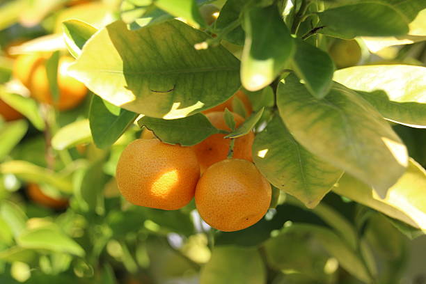 istock Mandarine Orange on Tree in an Organic Garden 499244105