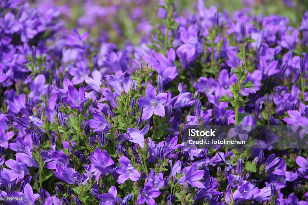 Blau campanula Blumen - Lizenzfrei Rundblättrige Glockenblume Stock-Foto