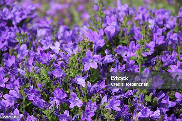 Photo libre de droit de Bleu Famille Des Campanulacées Fleurs banque d'images et plus d'images libres de droit de Campanule à feuilles rondes - Campanule à feuilles rondes, Jardin de la maison, Bleu