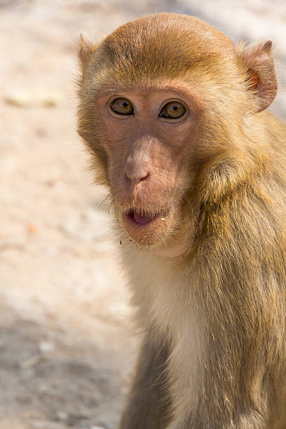 istock Portrait of the monkey 499244165