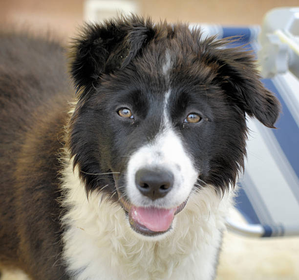 border collie stock photo