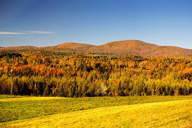 istock Phantamsmagoric Foliage Colors 499244583